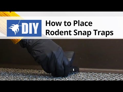  How to Place Rodent Snap Traps Video 