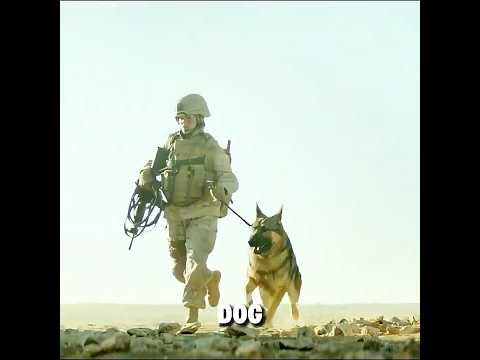 This is truly a heroic army dog!#shorts#film #filmcommentary #history #usa#movie #film
