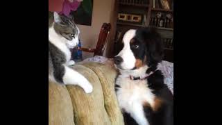 hate together but sometimes