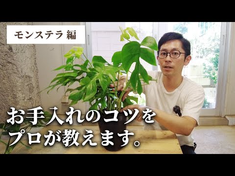 珍しい植物: 5 つの素晴らしい観葉植物とその手入れ方法 庭の練習