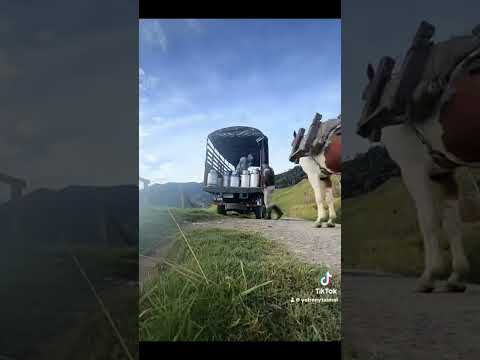 Cadena productiva de cumbal Nariño