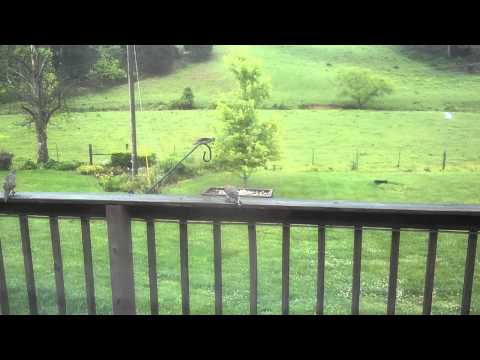 Red bellied woodpecker is a bully.