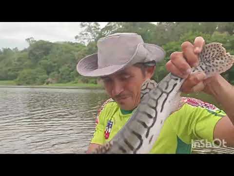 Braço lago da costa do Barroso Manaquiri/ Manaus/  Amazonas/ Brasil. 