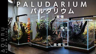 風蘭のパルダリウムの作り方│BONSAI Vanda falcata PALUDARIUM