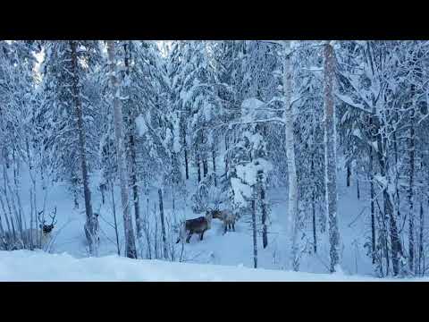 "Vägrenar" med familjen Helmersson