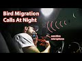 Driving Around at Night Listening to the Calls of Migrating Birds