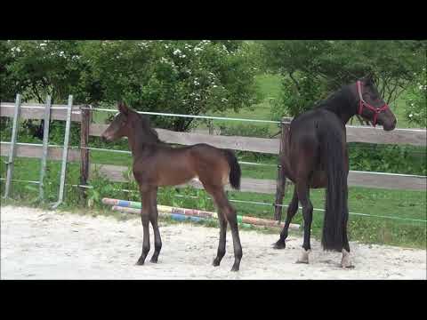 VENDUE - pouliche Bernay x Saros x Rohdiamant, 2019