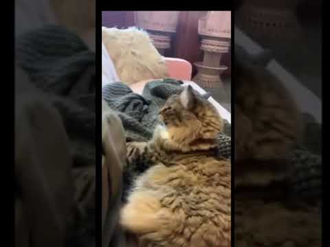 #beautifulcat ❤ see 👀 the behavior of this cat 🐱🐱🐱