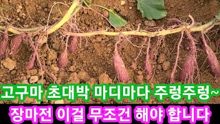 고구마 초대박 비결 마디마다 주렁주렁~장마전 꼭 해야 합니다