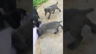 Video preview image #2 Cane Corso Puppy For Sale in MIAMI GARDENS, FL, USA