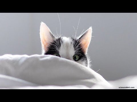 Does Your Cat Keep Waking You Up Early?