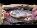 Вяленая рыба, плотва и густера (вобла, таранка) [salapinru] 