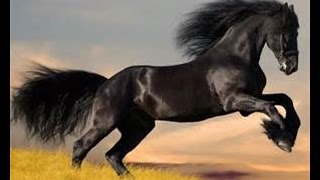 Bronco El Gigante De America - Quiero Que  Canten Conmigo