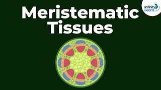 What are Meristematic Tissues? | Don't Memorise
