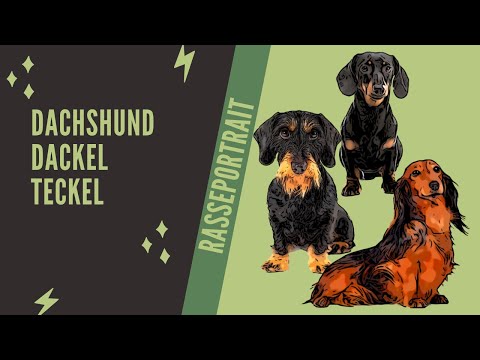 Dachshund    Dackel   Teckel   Video Rasseportrait