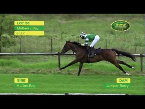 LOT 36 - MULBERRY BAY (Mullins Bay - Juniper Berry) (Filly)