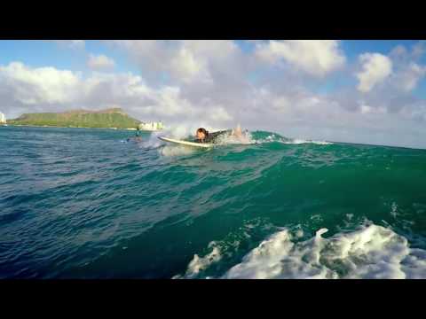 Pua'a｜動物指南｜夏威夷｜Expedia------。 (Pua‘a | Animal Guide| Hawaiʻi | Expedia)