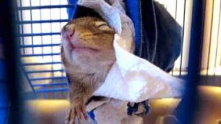 Тяжелое утро бурундука