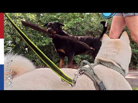 力持ちロットワイラーと見送る柴犬｜ 柴犬柿丸・オランダ散歩と環境音