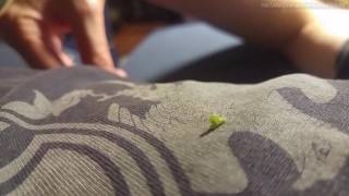 Punk Rock Inchworm dances to Mr Moto, by Agent Orange (Belairs cover)