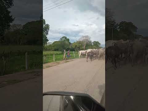 El Saman de Apure, Achaguas Venezuela #folklore