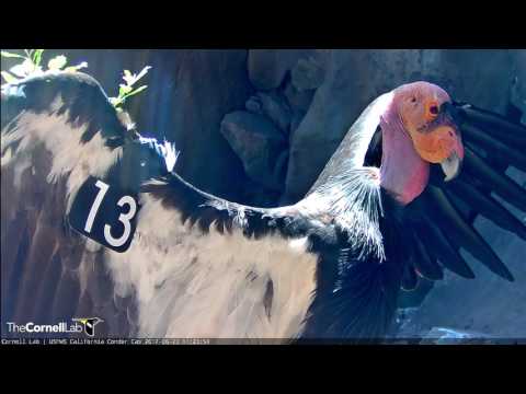 Adult Female Basks and Preens in Front of Camera, Devils Gate Condor Nest