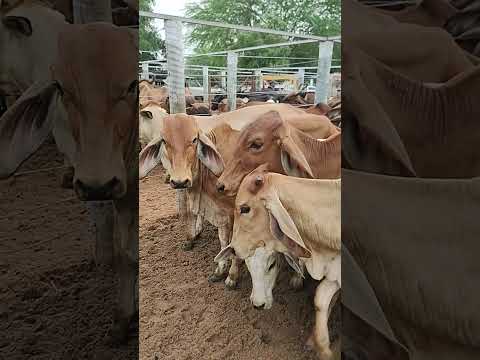 BEZERRAS VERMELHAS NA FEIRA DO GADO EM CIPÓ BA
