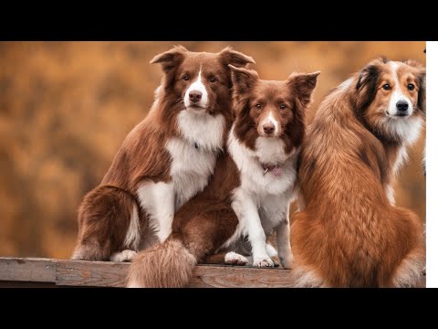 Funny Dogs and Cat | Funniest Pets | Anusha HW channel