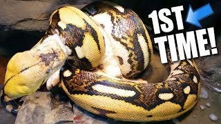 FEEDING MY GIANT SNAKES FOR THE FIRST TIME AT THE REPTILE ZOO!! | BRIAN BARCZYK by Brian Barczyk