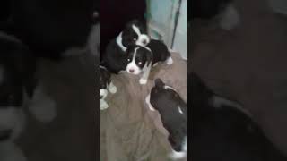 English Springer Spaniel Puppies Videos
