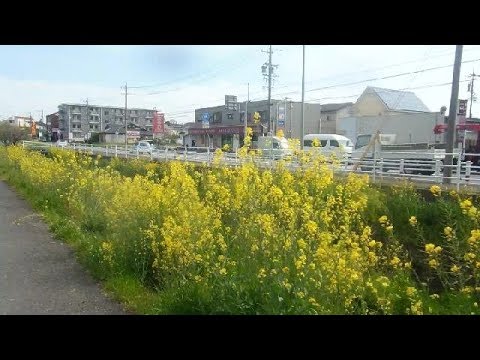 Rape Blossoms Everywhere in Japan!