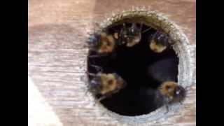 preview picture of video 'Tree Bumblebees cooling the Nest box.'