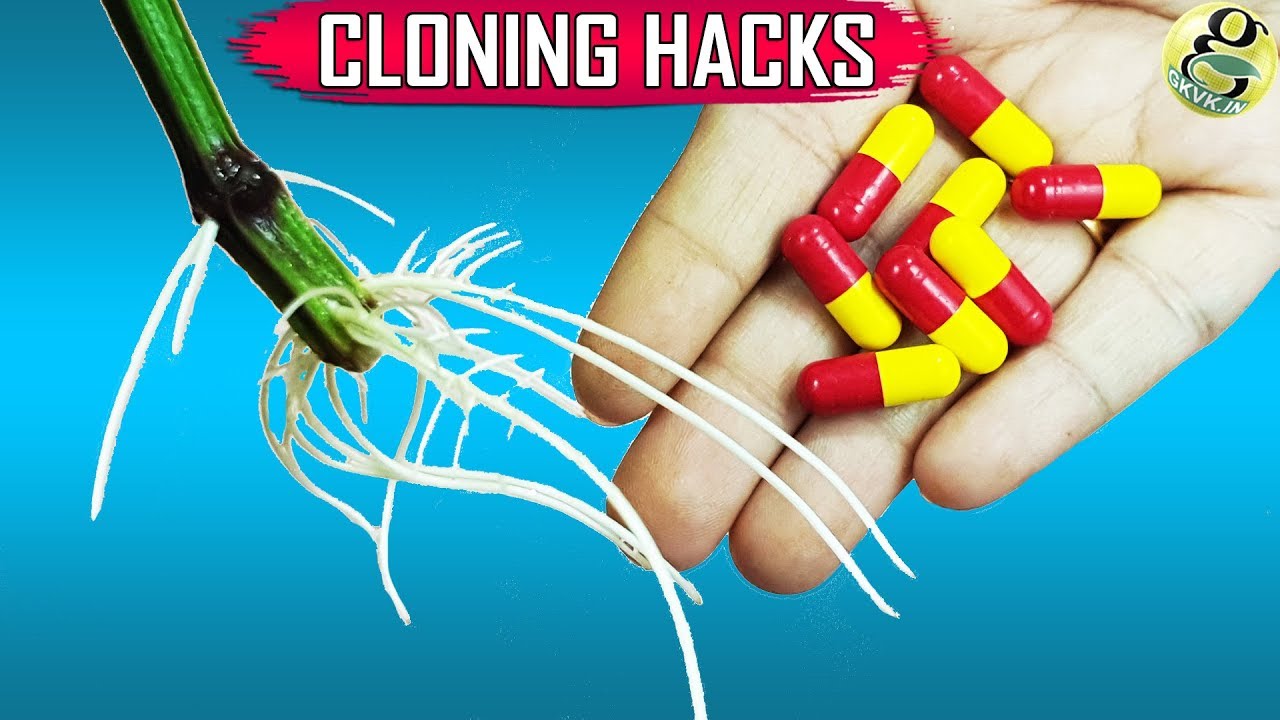 SECRET TIPS TO CLONING PLANTS IN WATER: 10 EASY GARDENING IDEAS AND HACKS