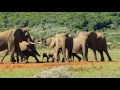 Elephants In Addo Elephant Park Eastern Cape South Africa