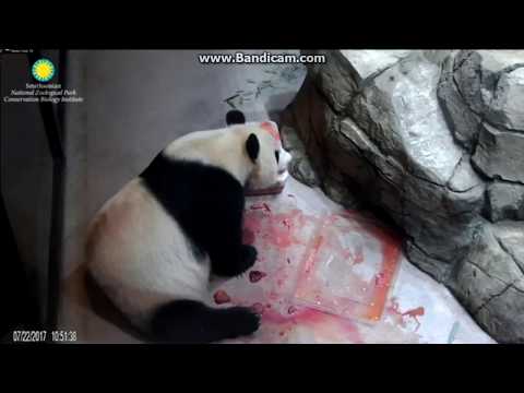 #H19BD# Mei Xiang & her birthday cake -1/2 7/22/2017