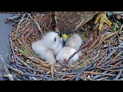 Red-tailed Hawk Hatchlings Enjoy Afternoon Feeding at #CornellHawks Nest – May 4, 2021