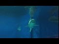 Okinawa Churaumi Aquarium Great White Shark in Captivity
