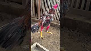 Download lagu Ayam Jantan Petarung Tampan #fyp mp3