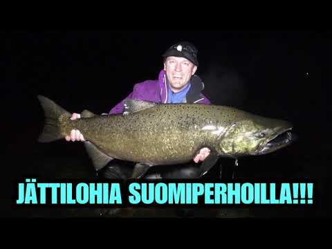 KANADA KUNINGASLOHI - CAMPBELL RIVER / HELPPOA LOHENKALASTUSTA SPINFLUGALLA (River Ranger Kalastus)