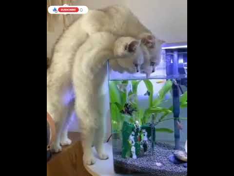 Top Funny cat complications🤣 Cat enjoying Music😜 ~`Funny~`Cat~`Enjoying~`Soothing~`Relaxing😽😽