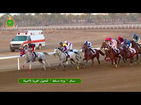الشوط الثامن- السباق الخامس- 16/11/2018 - Race 5 8th meeting