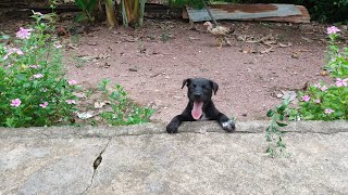 Free time with dogs #animals #pets #dog #puppy