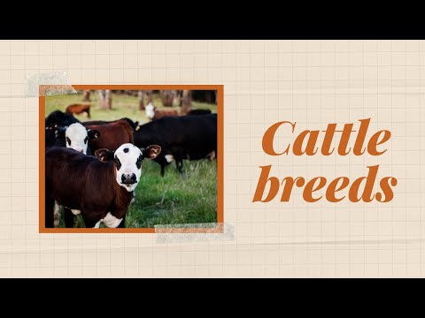 , title : 'Cattle Breeds'