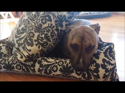 Jax & Bones vs. PLAY Lifestyle Dog Beds