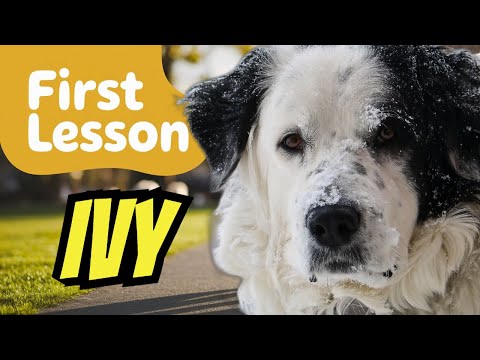 Better Dog Ottawa Gatineau video.