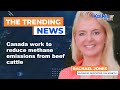 Canada work to reduce methane emissions from beef cattle
