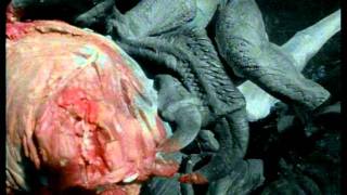 Paleoworld- Killer Raptors