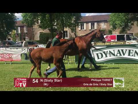 Sprinter Sacré Show 2018 : Lot 54 - N (Sixty Star)