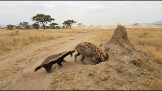 꿀오소리가 하이에나에게 누가 우두머리인지 보여주다
