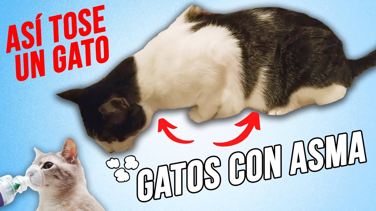 Watch GATOS con ASMA, que TOSEN y JADEAN đŹ️đŸ | CĂłmo ponerle el INHALADOR de forma FĂCIL Now GATOS con ASMA, que TOSEN y JADEAN đŹ️đŸ | CĂłmo ponerle el INHALADOR de forma FĂCIL